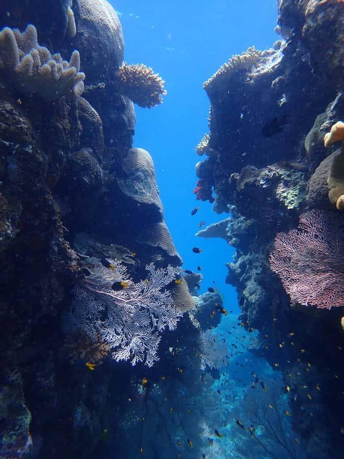 Port Douglas: Outer Great Barrier Reef Snorkeling Cruise - The second site adds guided reef time