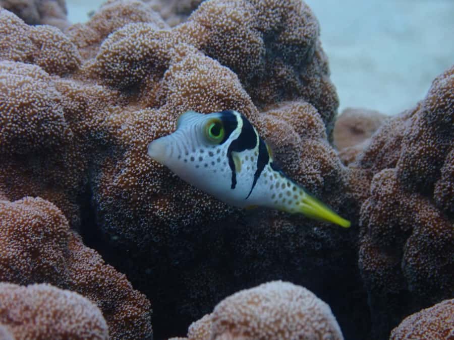 Port Douglas: Outer Great Barrier Reef Snorkeling Cruise - The third site is your best chance to explore freely