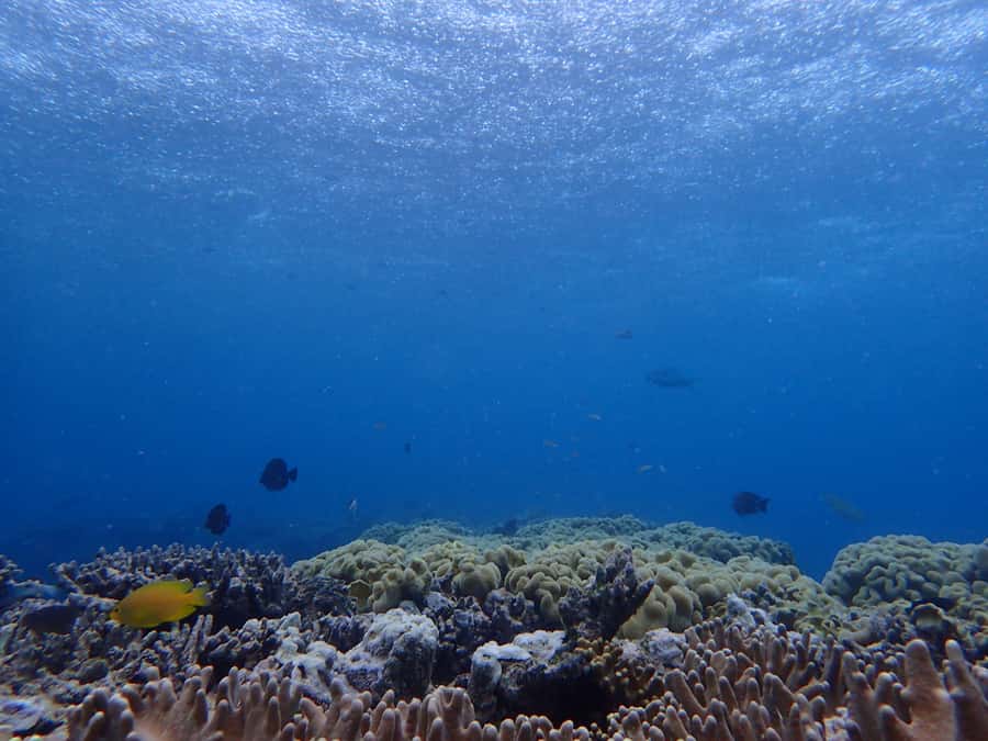 Port Douglas: Outer Great Barrier Reef Snorkeling Cruise - What makes the marine biology approach different
