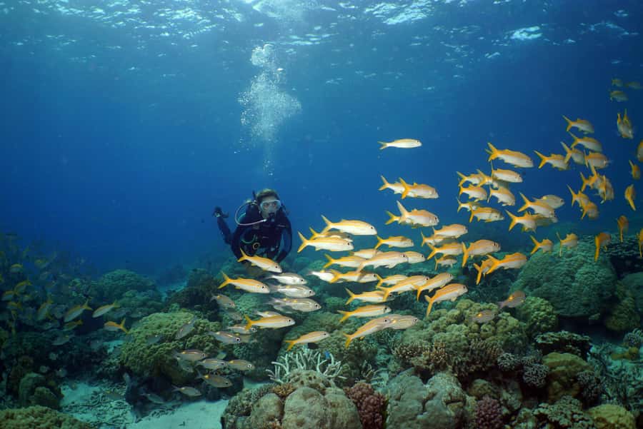 Port Douglas: Poseidon Outer Barrier Reef Dive and Snorkel - Three reef sites, three chances to get your bearings