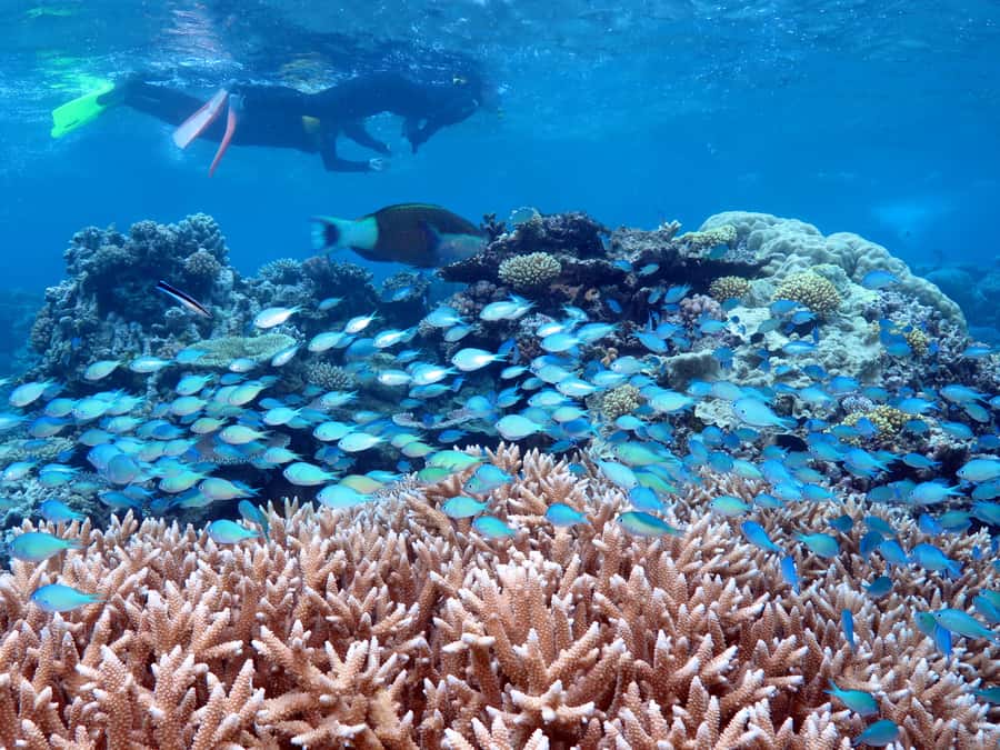 Port Douglas: Silversonic Great Barrier Reef Dive & Snorkel - Key points to know before booking