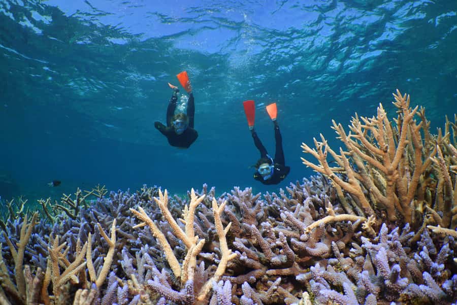 Port Douglas: Silversonic Great Barrier Reef Dive & Snorkel - What snorkelers can expect underwater