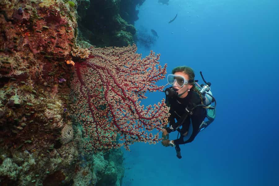 Port Douglas: Silversonic Great Barrier Reef Dive & Snorkel - Food, equipment, and comfort on board