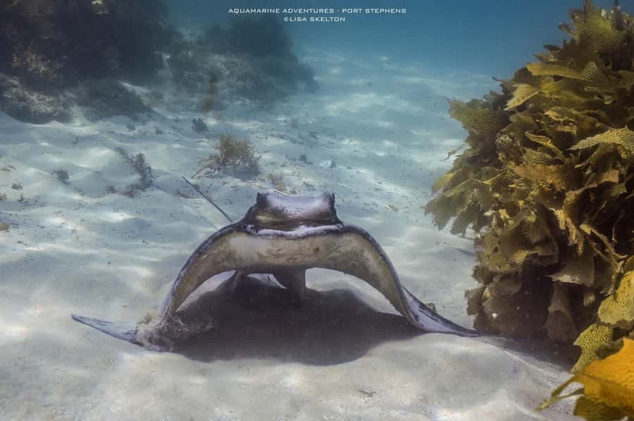 Port Stephens: Port Stephens Island Snorkel Adventure Cruise - Who should book this Port Stephens cruise?