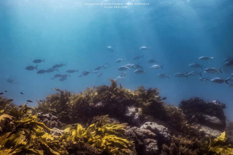 Port Stephens: Port Stephens Island Snorkel Adventure Cruise - Should you book it?