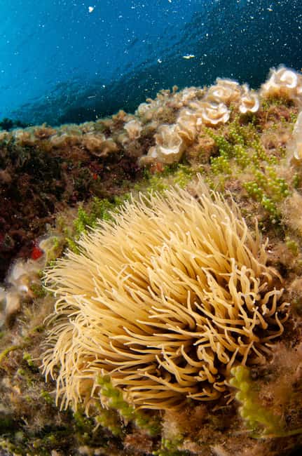 Porto Santo Stefano: Snorkeling Day Trip with Lunch - Should you book Diving il Nostromo?
