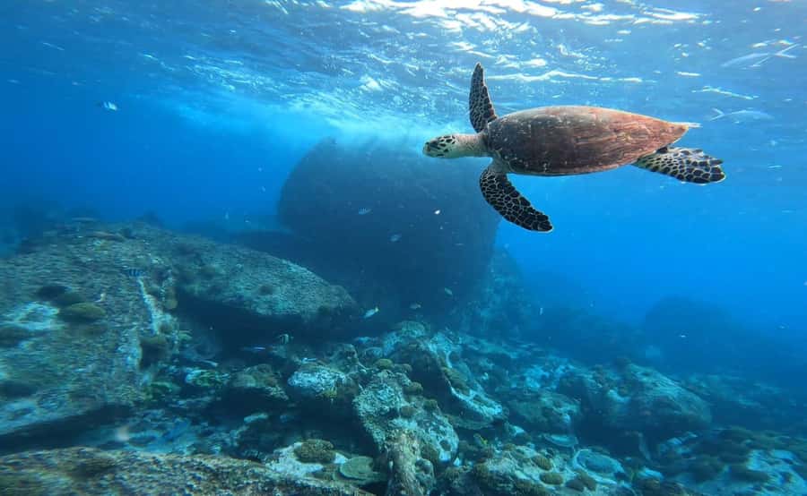 Praslin: Curieuse & St-Pierre Boat Adventure with Snorkeling - Guides and the feel of the day