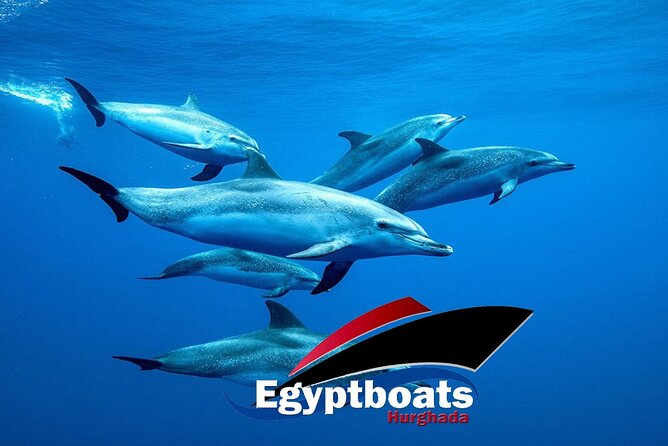 PRIVATE! | 4-hour Speed Boat Trip | Swim With Dolphins, Snorkeling & Island - A private Red Sea morning from Hurghada Marina