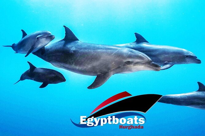 PRIVATE! | 4-hour Speed Boat Trip | Swim With Dolphins, Snorkeling & Island - Carless Reef and Omo Gamaar: two underwater stops