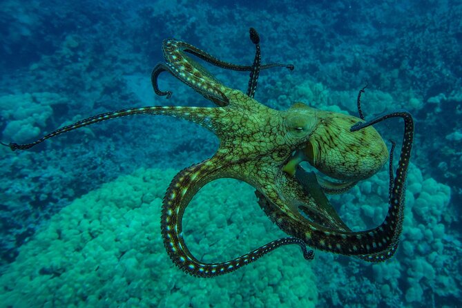 Private Big Island Snorkeling - Timing, comfort, and practical limits