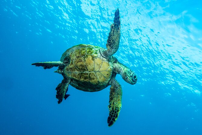 Private Big Island Snorkeling - The serious reliability question