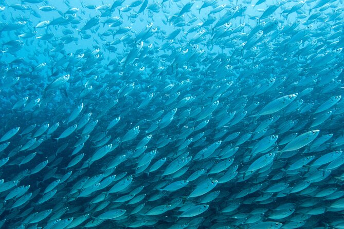 Private Big Island Snorkeling - Who will get the most from this outing