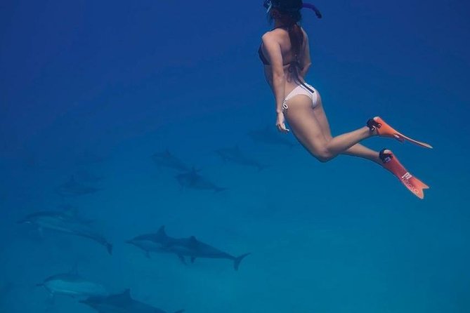 Private Dolphin House Boat Tour with Snorkeling & Lunch– Hurghada - Choosing between Dolphin House, Giftun Island, and a relaxed day