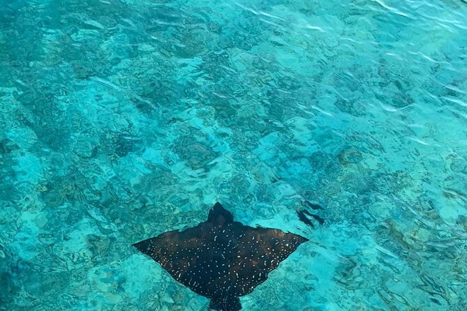 Private Dolphin Tour and Snorkeling at Mnemba Island reef - What the private format really gives you