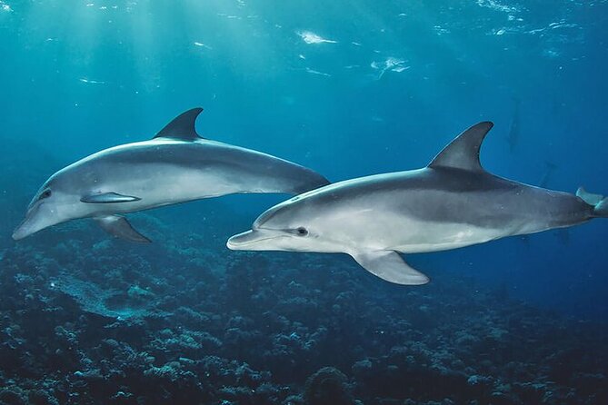 Private Dolphin Tour and Snorkeling at Mnemba Island reef - Watching wild dolphins near Mnemba