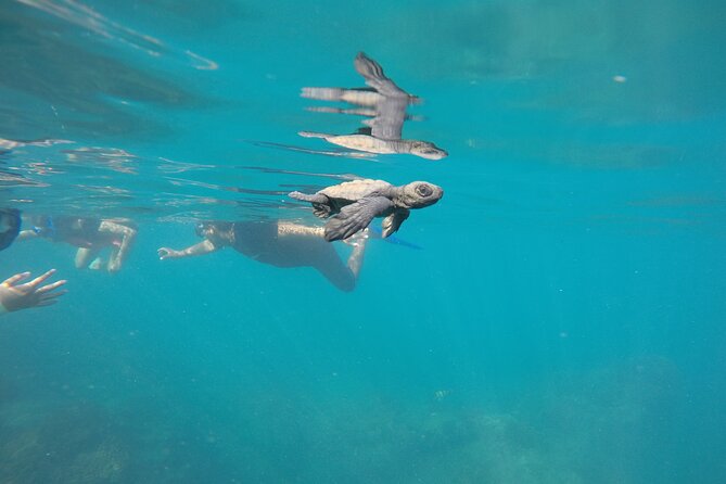 Private Guided Snorkeling in Cabo San Lucas - Underwater photos without managing a camera