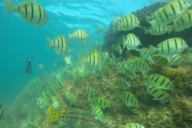 Private Guided Snorkeling in Cabo San Lucas - Is $575 a fair price for your group?