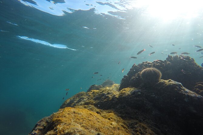Private Guided Snorkeling in Cabo San Lucas - Who will enjoy this most?