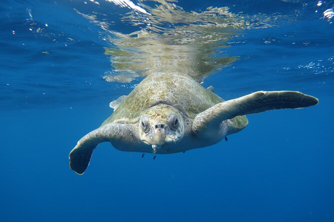 Private Guided Snorkeling in Cabo San Lucas - Meeting at Plaza Nautica at 1:30 pm