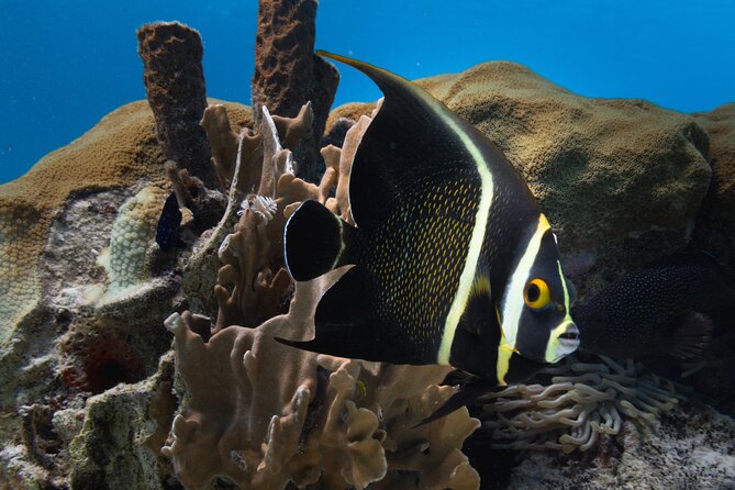 Private Half day REVOLVE Boat & Snorkeling tour in Bonaire - Snacks, lunch, and drinks