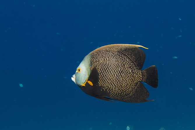 Private Half day REVOLVE Boat & Snorkeling tour in Bonaire - Who should book this Bonaire tour?