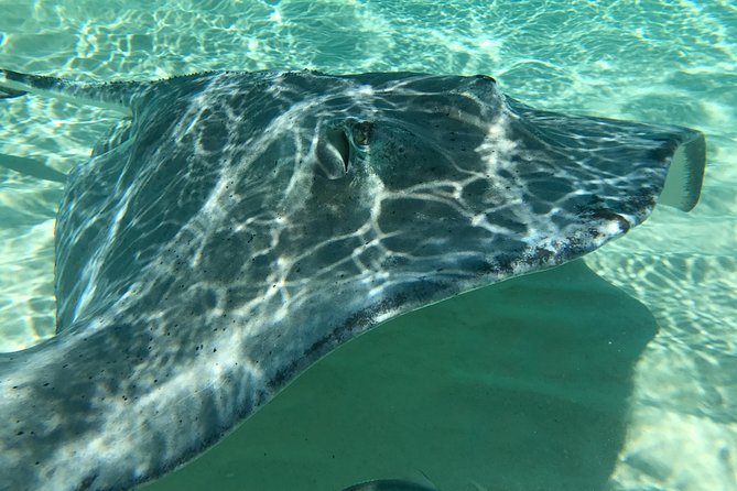 Private Half Day Stingray City, Snorkeling and Starfish Beach Tour - Why the private format matters