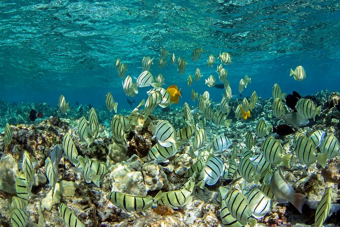 Private Kealakekua Bay Captain Cook Snorkeling - A private start at Honokohau Harbor