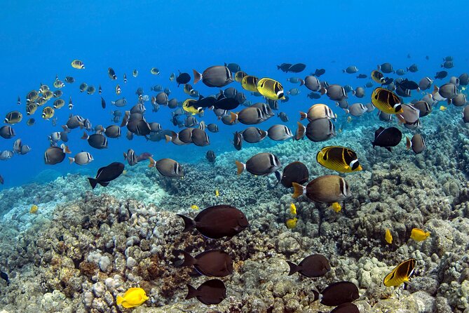 Private Kealakekua Bay Captain Cook Snorkeling - Price, group size, and real value