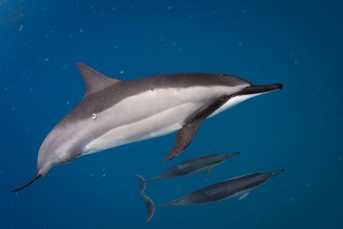 Private Kealakekua Bay Captain Cook Snorkeling - Weather, minimum numbers, and cancellation terms