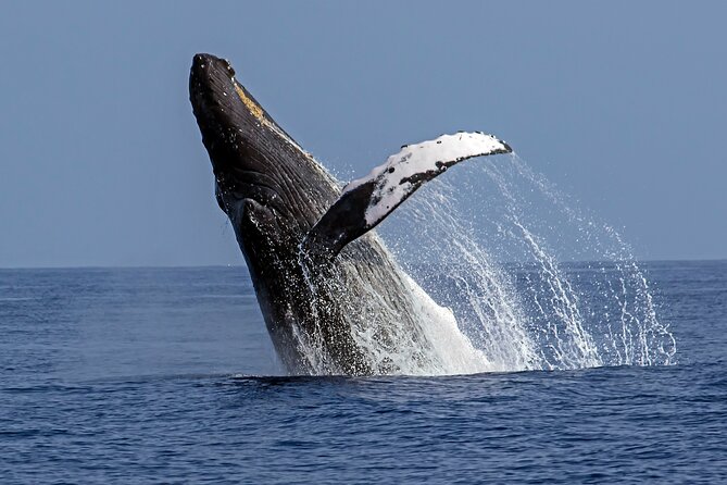 Private Kealakekua Bay Captain Cook Snorkeling - Practical details before you book