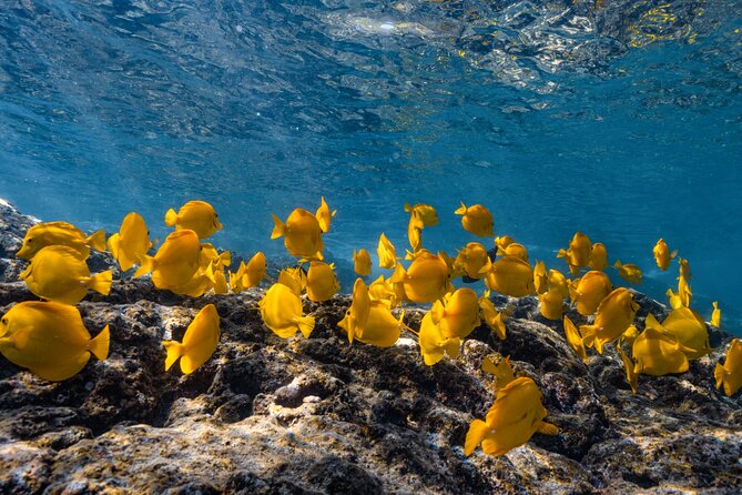 Private Kealakekua Bay Snorkel and Dolphin Watch - Key points to know before booking