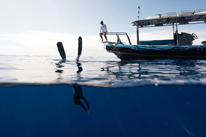 Private Kealakekua Bay Snorkel and Dolphin Watch - What the guides add for families and first-time snorkelers