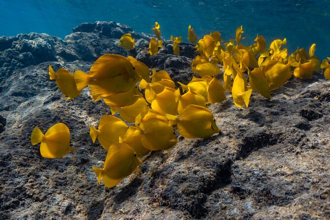 Private Kealakekua Bay Snorkel and Dolphin Watch - What is included, and what you should pack