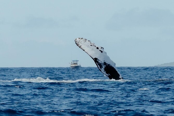 Private Kealakekua Bay Snorkel and Dolphin Watch - Is $1,500 a fair price for a private boat?