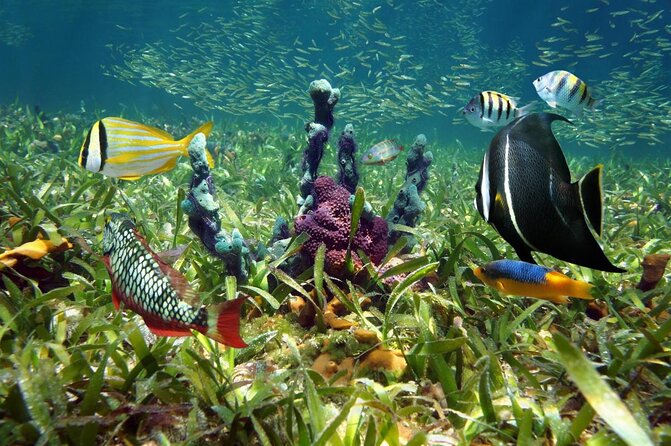 Private Looe Key Snorkel from Big Pine Key - Key points to know before booking