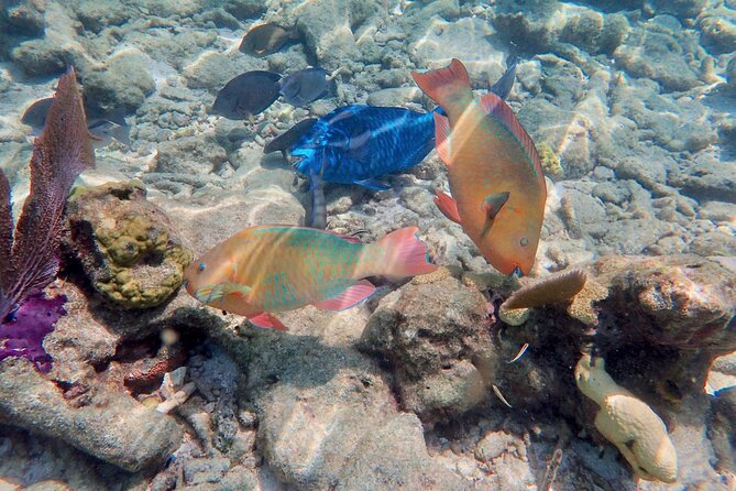 Private Looe Key Snorkel from Big Pine Key - Is $575 a fair price?