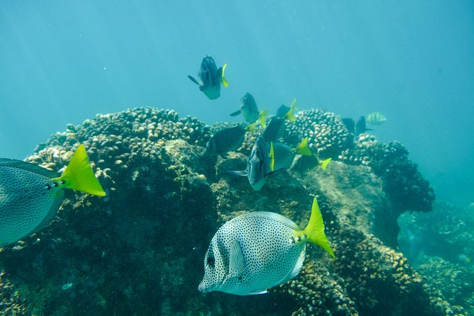 Private Los Cabos snorkeling tour to Chileno bay and Santa Maria cove - Santa Maria Beach: a calm first look below the surface
