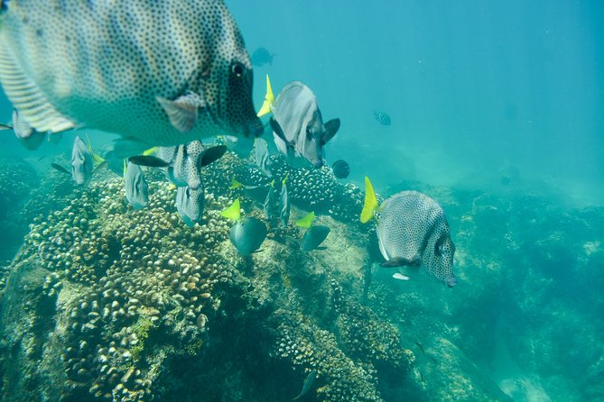 Private Los Cabos snorkeling tour to Chileno bay and Santa Maria cove - Pickup, meeting point, and transport choices