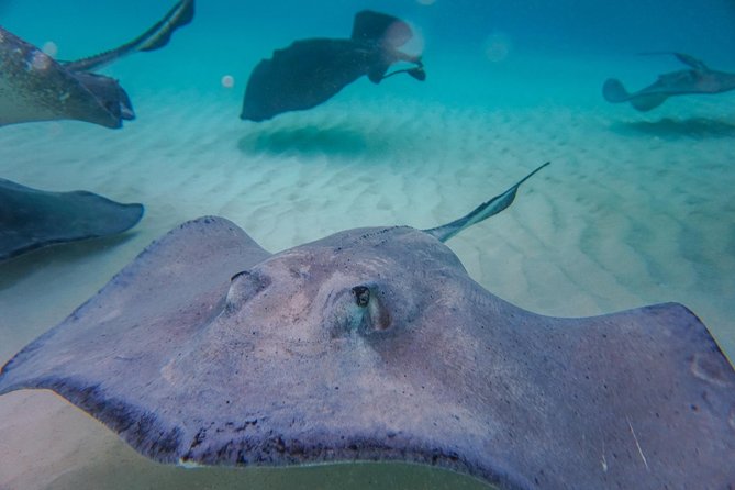 Private, luxury, custom charters to Stingray City, Snorkeling & More - Is $609.95 a good value?