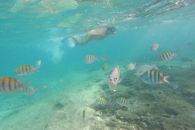 Private MUSA Snorkeling Experience at Isla Mujeres and Cancun - GoPro pictures and extra costs