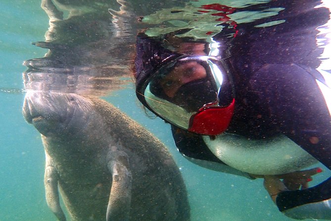 Private 'OG' Manatee Snorkel Tour with Guide for up to 10 people - The guides are the heart of the outing