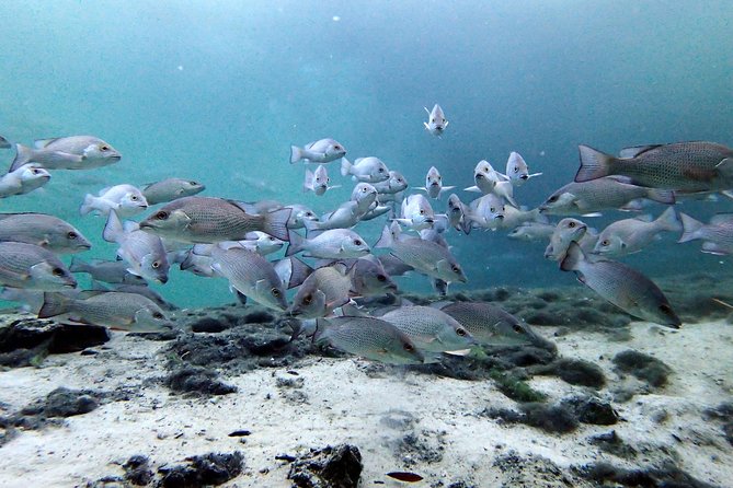 Private 'OG' Manatee Snorkel Tour with Guide for up to 10 people - Is $670.34 good value for a private group?