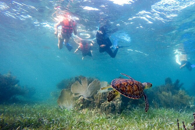 Private (only you) Reef Snorkeling in Puerto Morelos 2x40 minutes - Why Puerto Morelos is a smart snorkeling choice