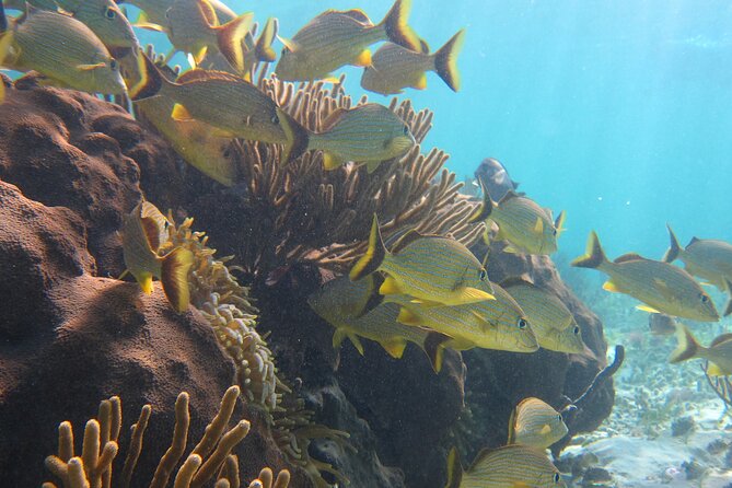 Private (only you) Reef Snorkeling in Puerto Morelos 2x40 minutes - Who will enjoy this most