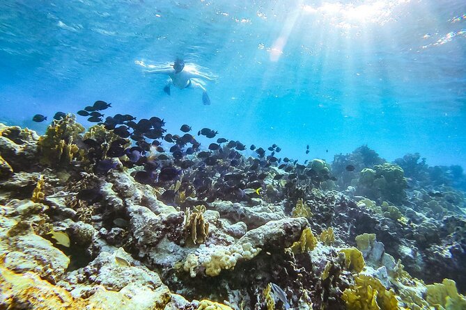 Private snorkel with 2 stops in Aruba - Eco-friendly! - Key points at a glance