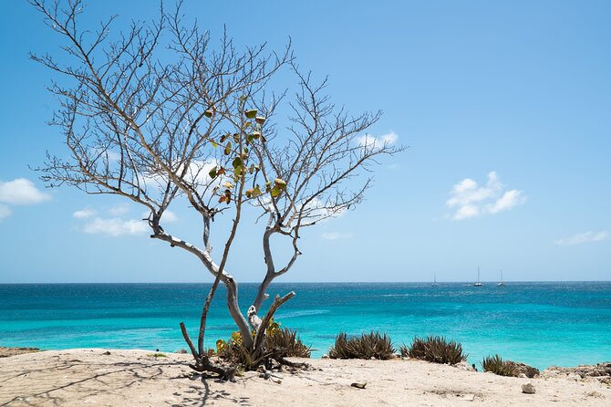 Private snorkel with 2 stops in Aruba - Eco-friendly! - Second stop: coral, fish, and a slower look underwater