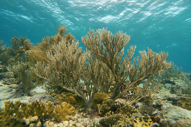 Private snorkel with 2 stops in Aruba - Eco-friendly! - Guides who make a difference