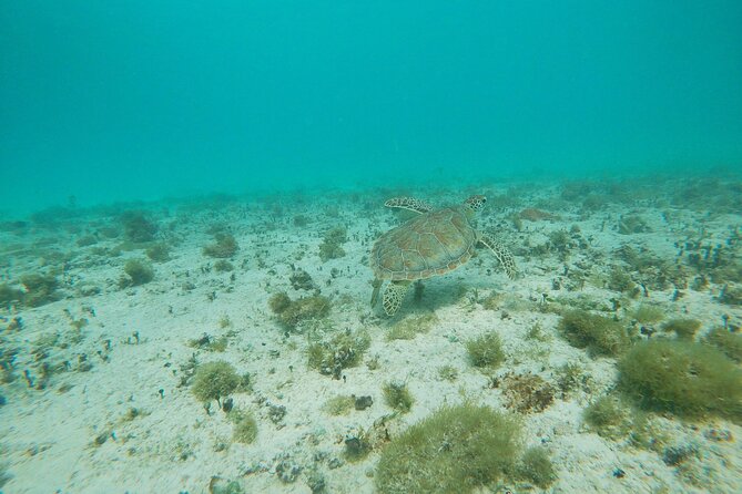 Private snorkel with 2 stops in Aruba - Eco-friendly! - Is $148.73 per person good value?