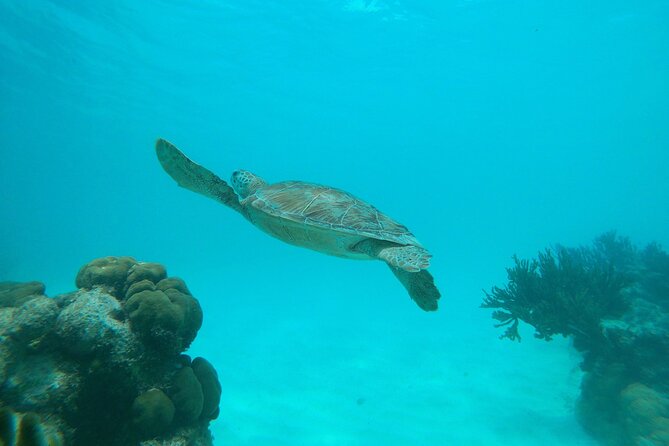 Private snorkel with 2 stops in Aruba - Eco-friendly! - Who should book this private snorkel?