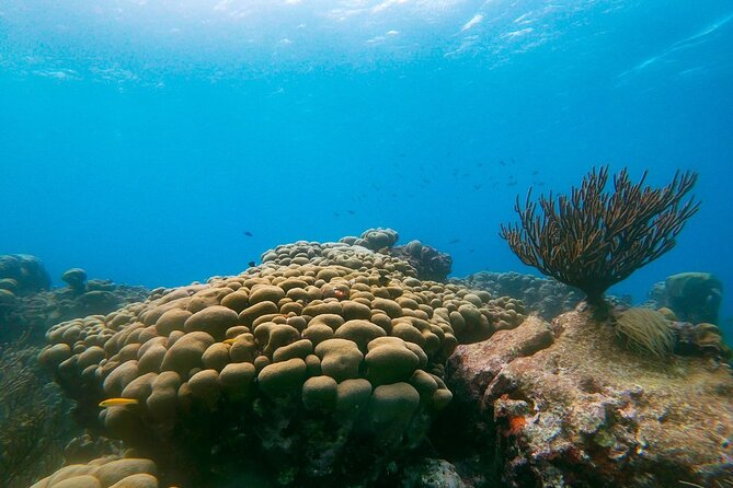 Private snorkel with 2 stops in Aruba - Eco-friendly! - First stop: turtle country at Tres Trapi